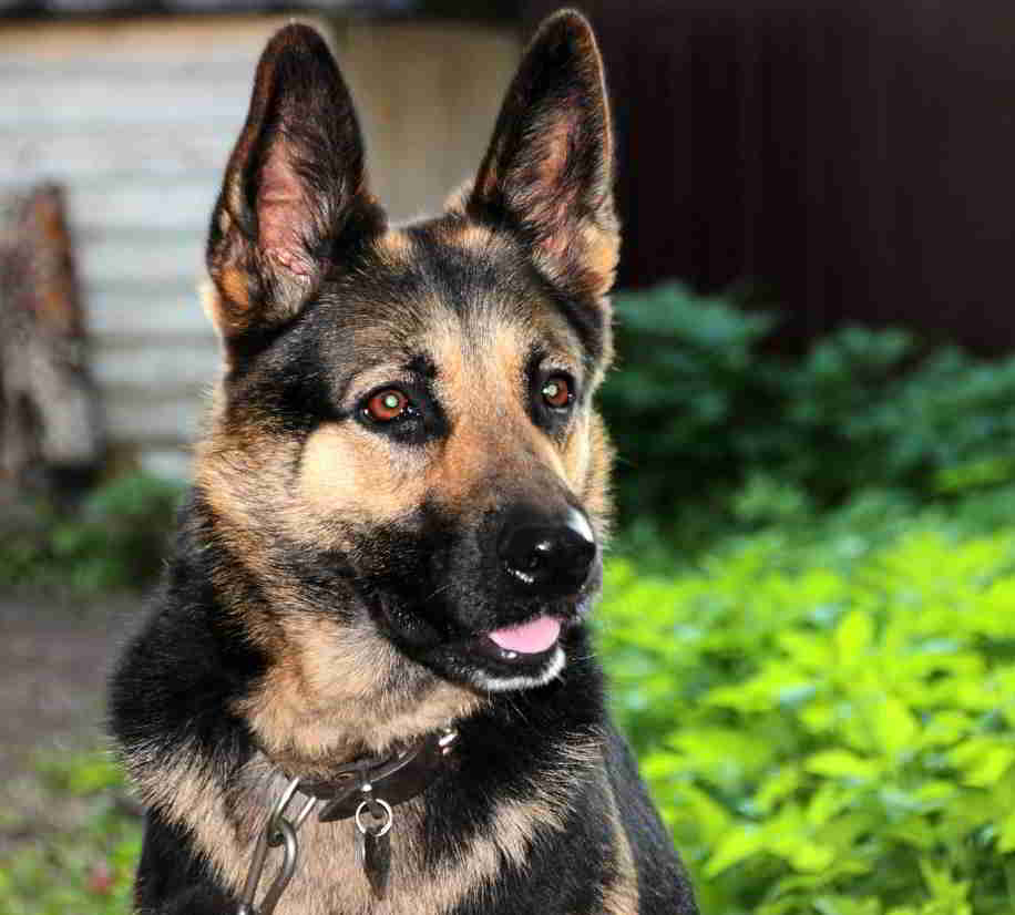clicker training for dogs