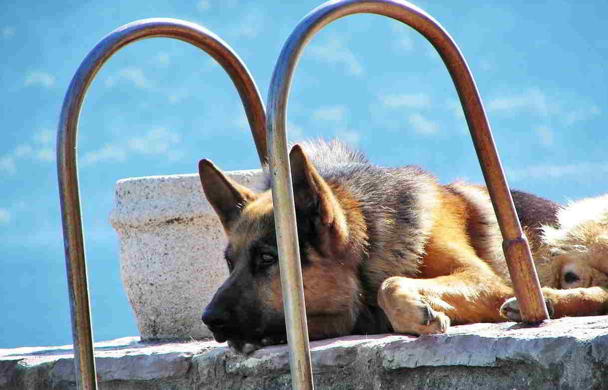 Train Dog To Stay Home Alone Train Dog To Stay Home Alone