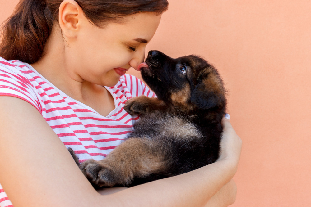 Bringing Your German Shepherd Puppy Home For The First Time German Shepherd 101