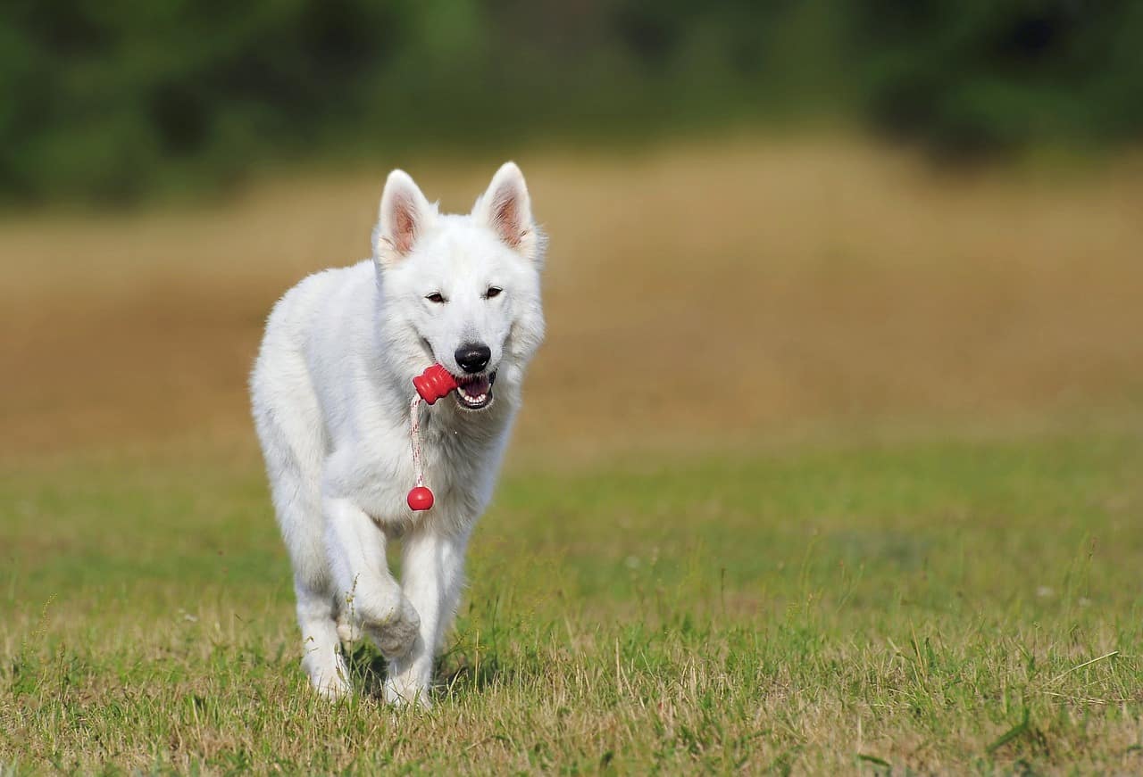 white german shepherd