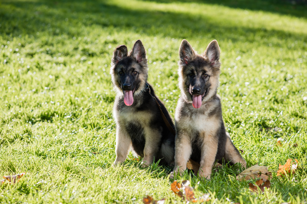 Before Getting a German Shepherd: 10 Questions To Ask Yourself