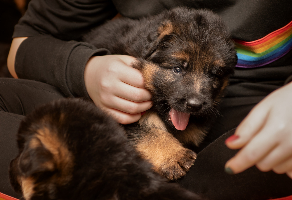 German Shepherd Puppies: A Starter's Guide · German Shepherd 101