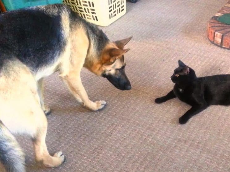 how do german shepherds get along with cats