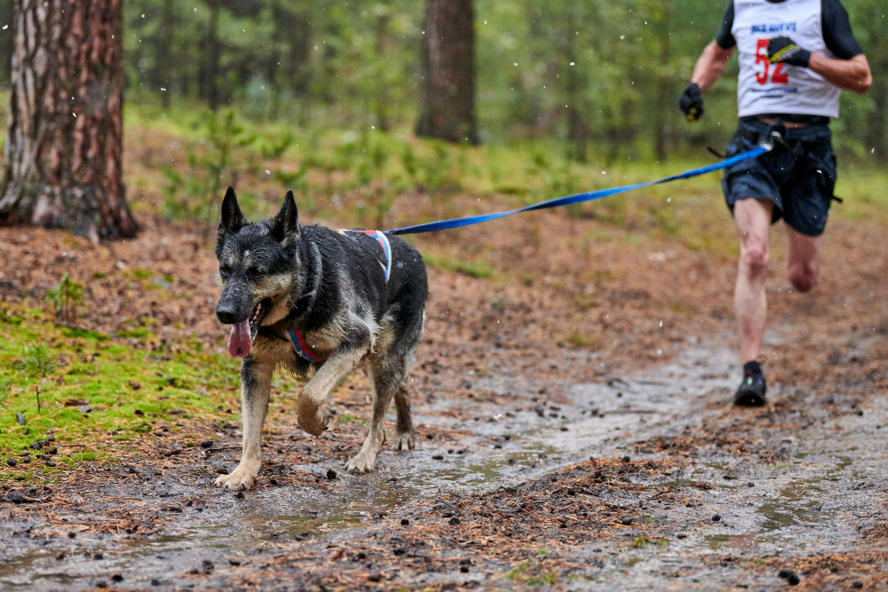 Can German Shepherd Run a Marathon?