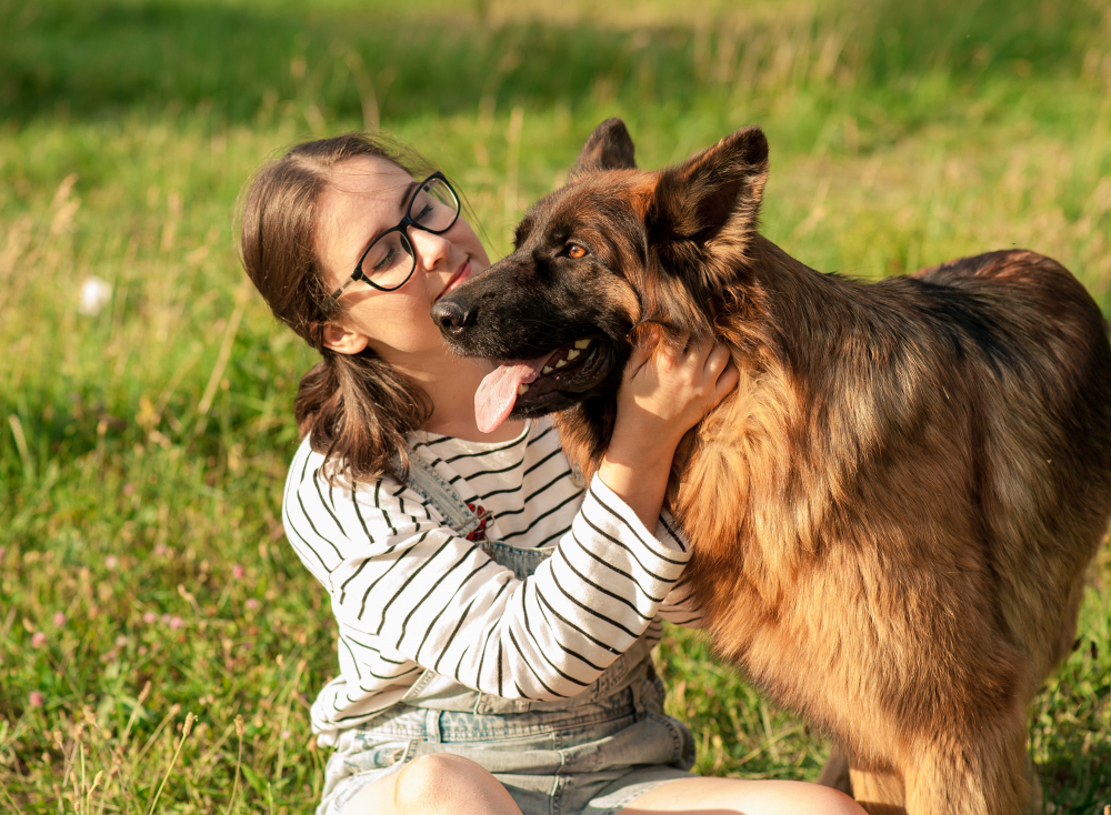 How Do I Know My German Shepherd Loves Me? (10 Signs of Affection) · German  Shepherd 101