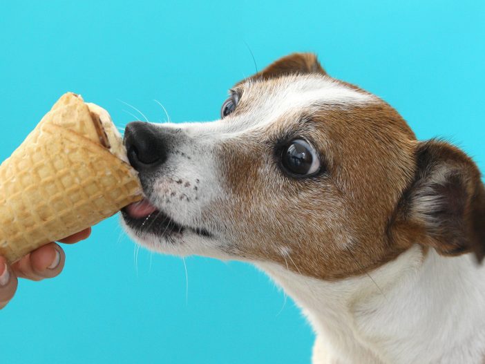 Can Dog Eat Vanilla Ice Cream?