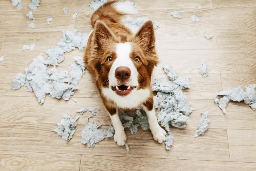 How to Stop My Dog From Chewing Everything? (5 Quick Solutions)