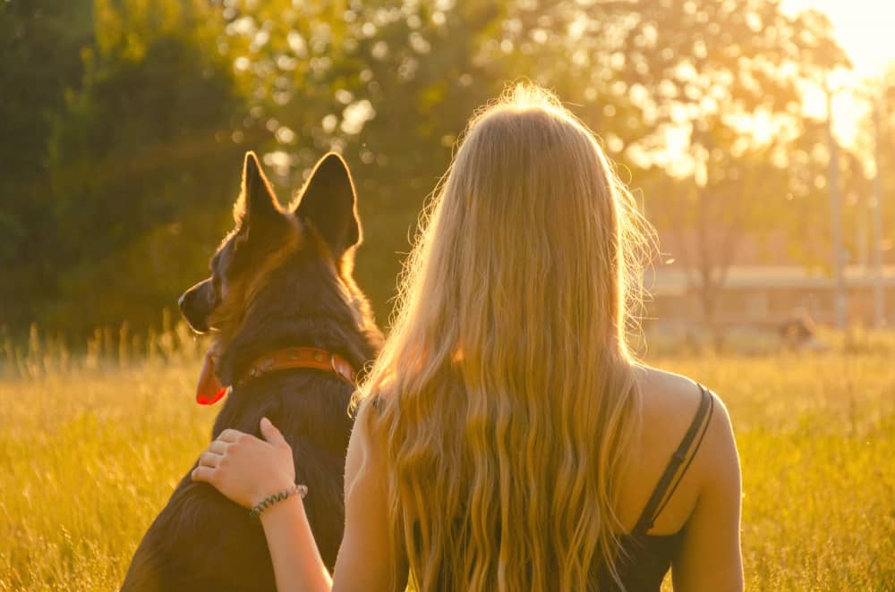 What Does Owning a German Shepherd Say About You?