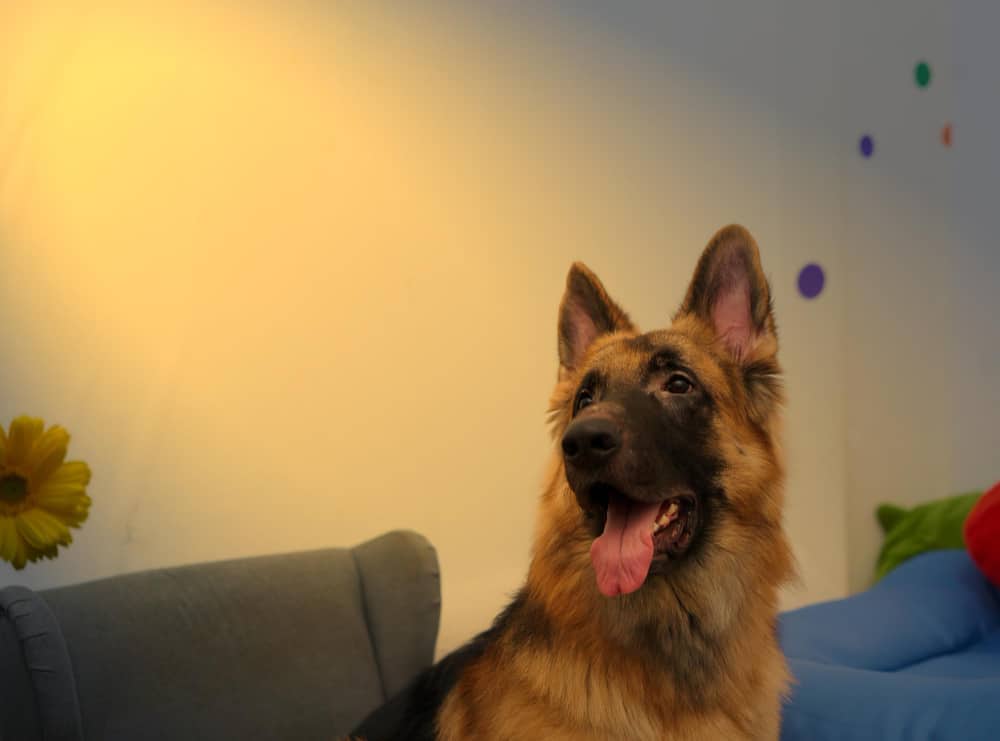 Can German Shepherds live in an apartment?