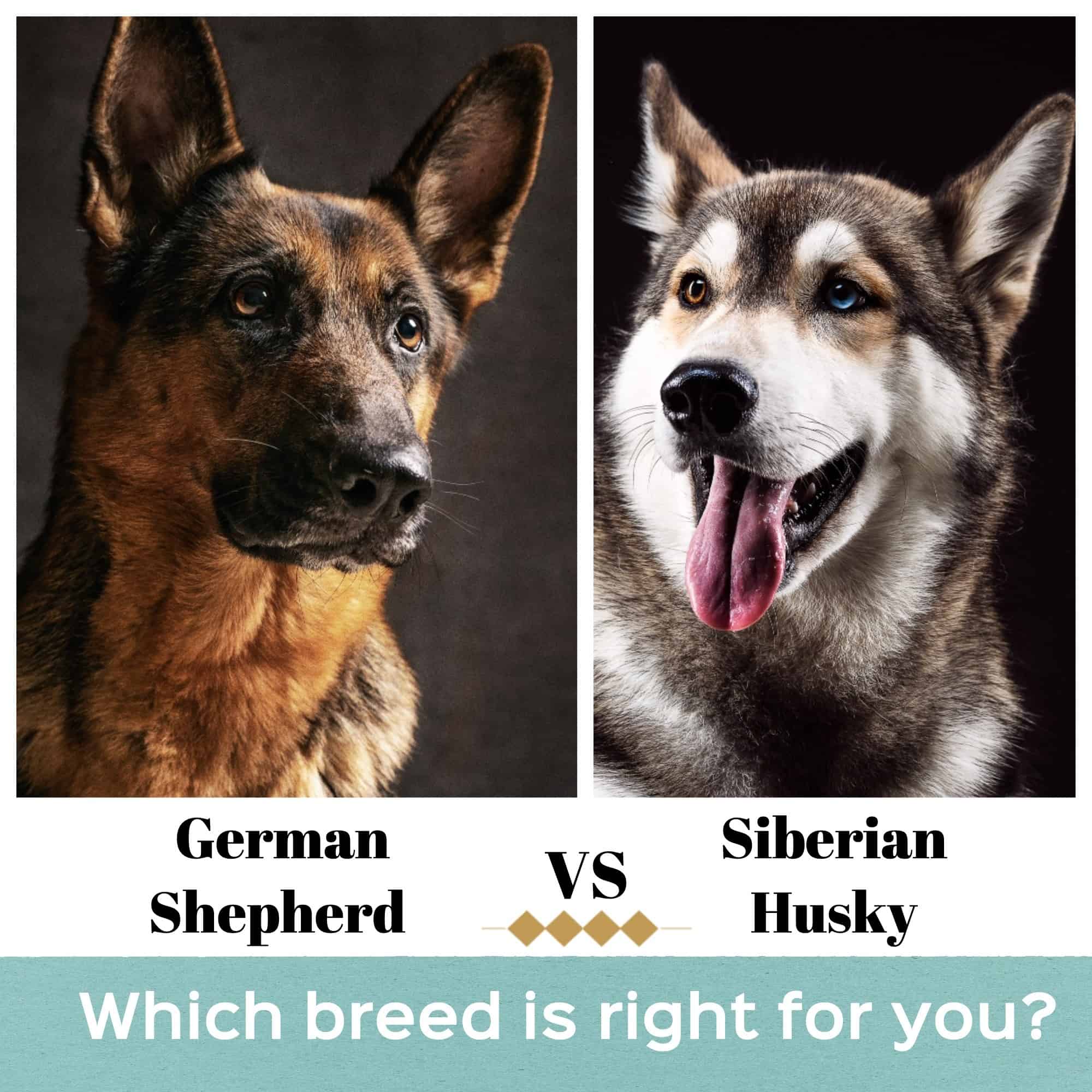German Shepherd VS Husky