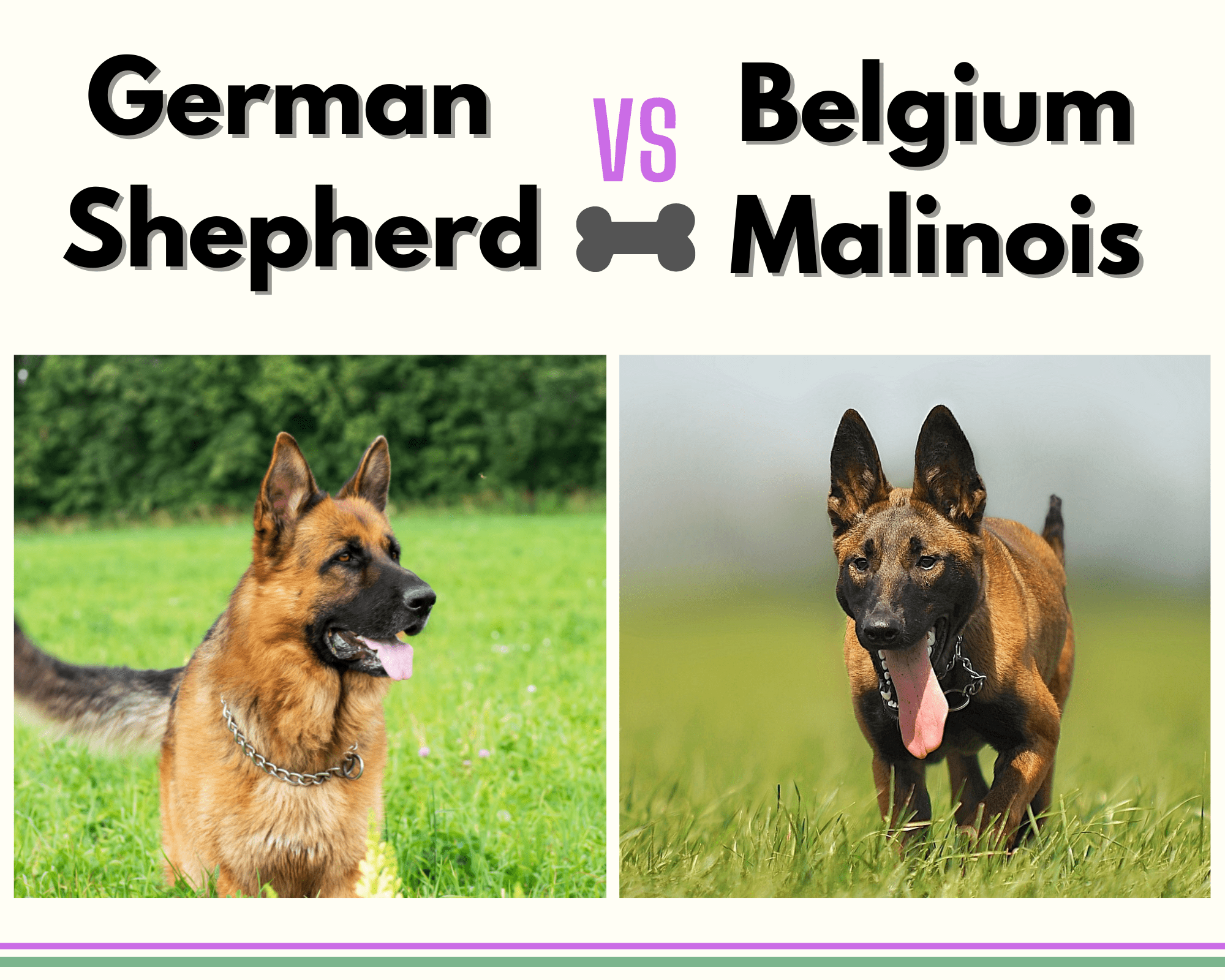 German Shepherd vs Belgium Malinios: Quick Comparison