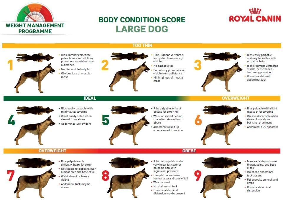 German Shepherd Weight Chart: Is My Dog Overweight or ...