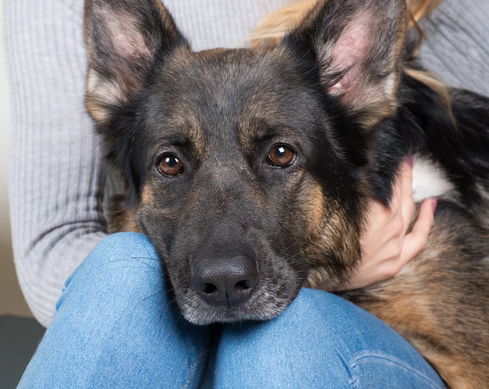 Can German Shepherds Have More Than One Owner?