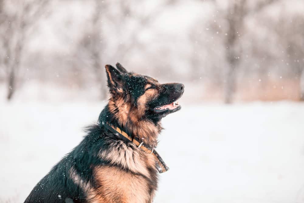 How cold can German Shepherds tolerate?