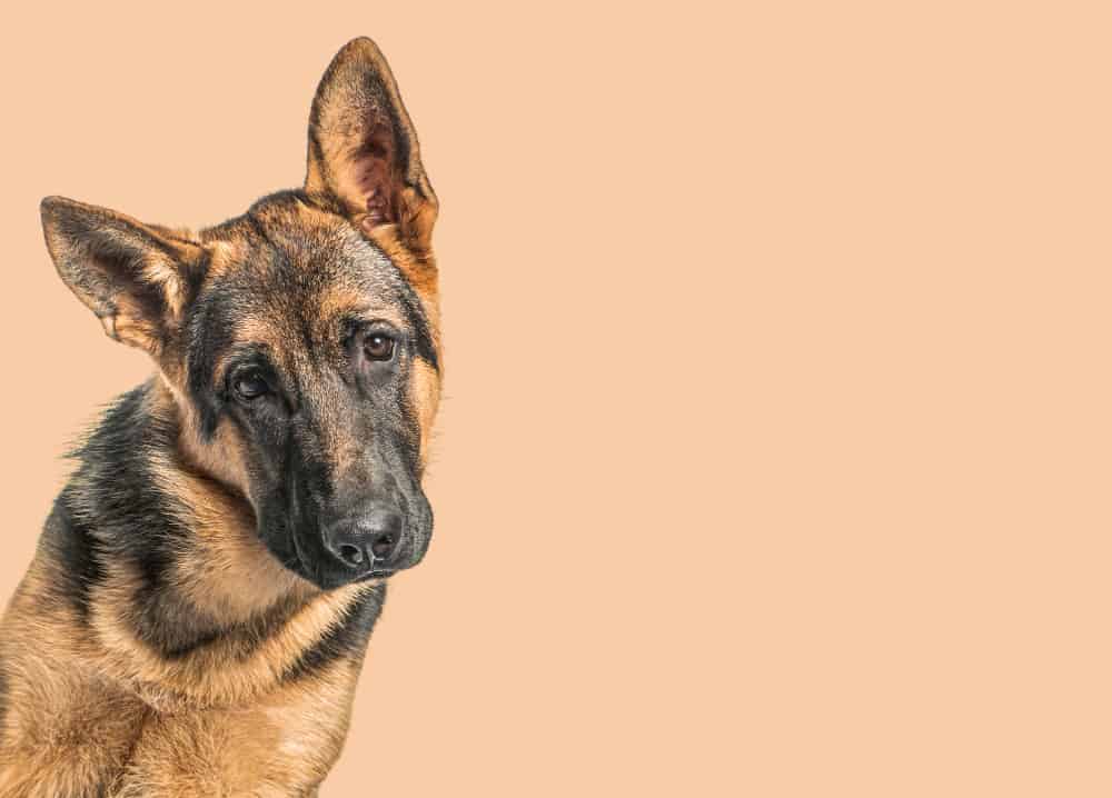 FAQs Before Getting A German Shepherd