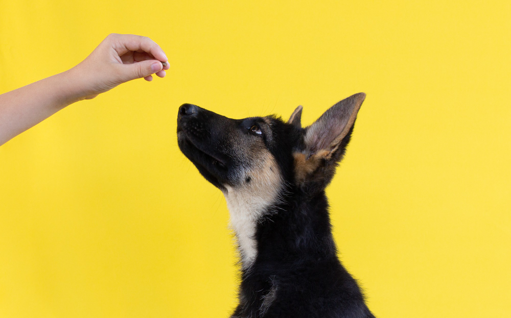 Featured image for “10 Best Training Tips for German Shepherd Puppy”