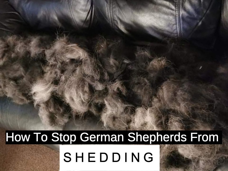 How to Stop German Shepherds from Shedding?