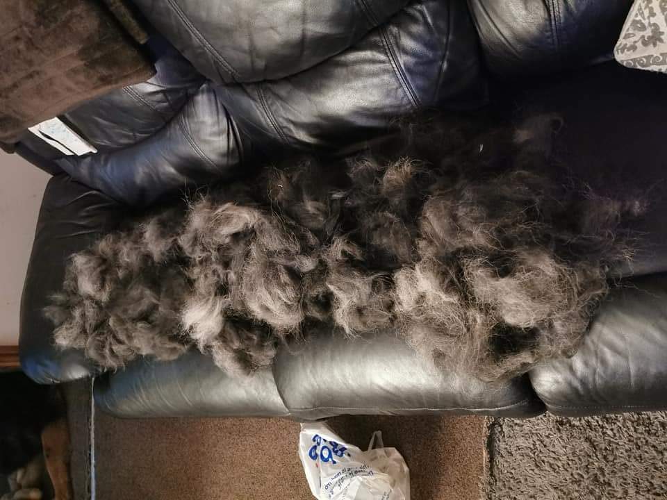 How to Stop German Shepherd from Shedding?