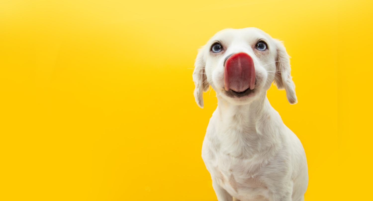 What are the best dog food ever?