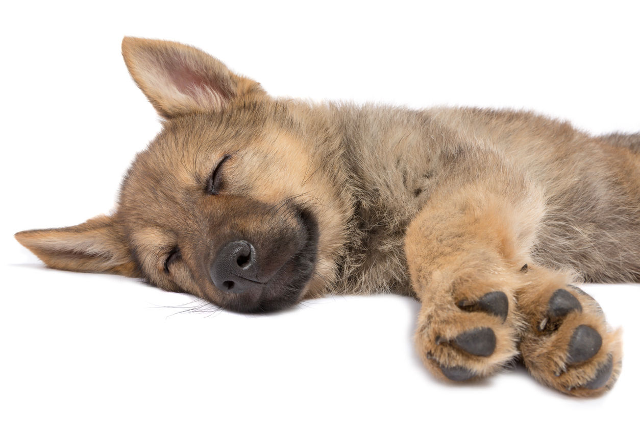 German Shepherd Puppy Sleeping Guide: Everything You Need To Know