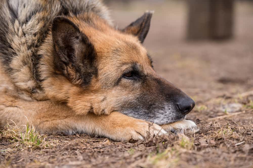 How to Extend A German Shepherd‘s Lifespan?