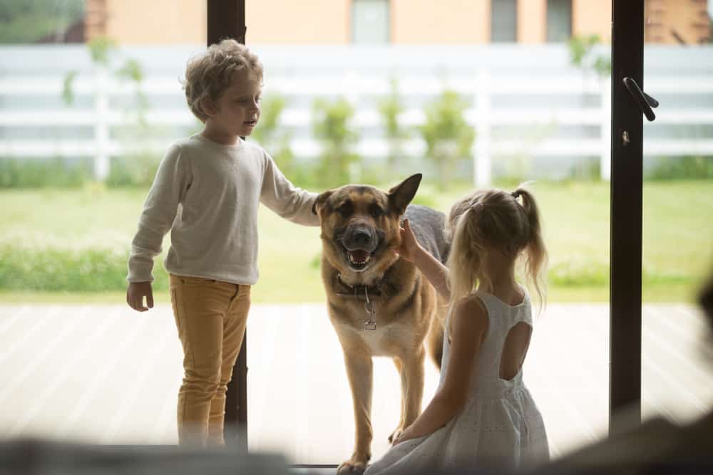 How to Introduce My Child or Grandchild to a German Shepherd Dog/Puppy Safely?