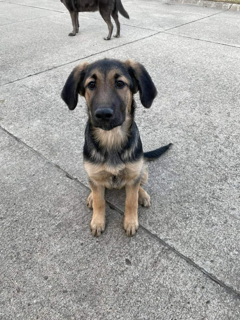 Is My Dog A Purebred