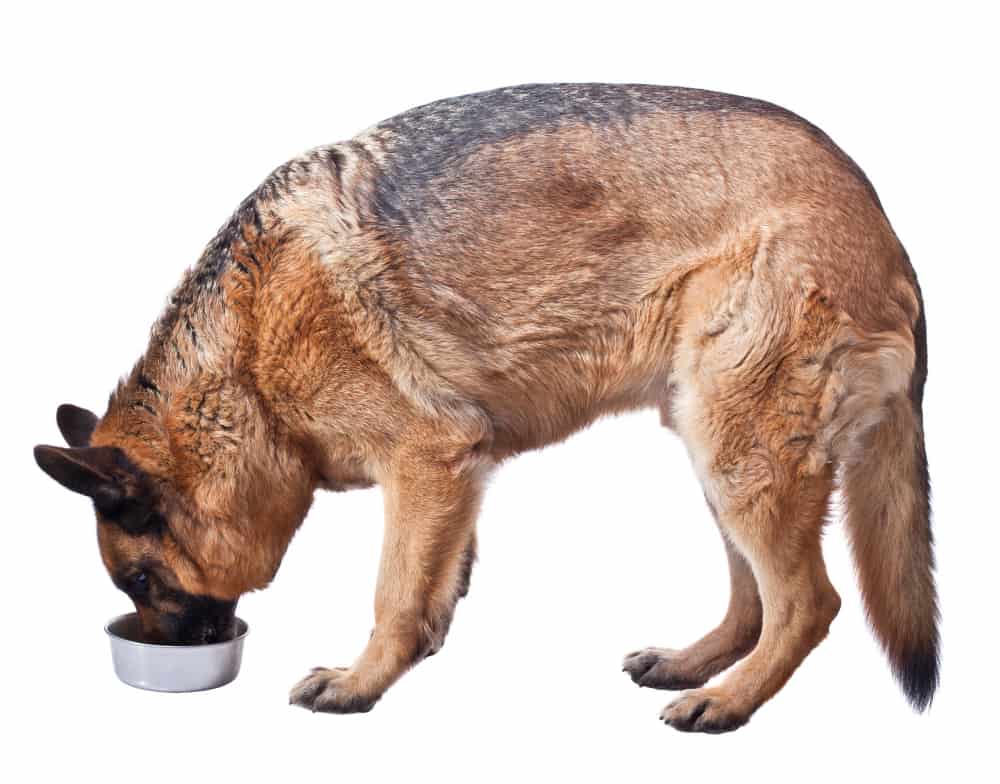 How to Stop Food Aggression Towards People in German Shepherds?