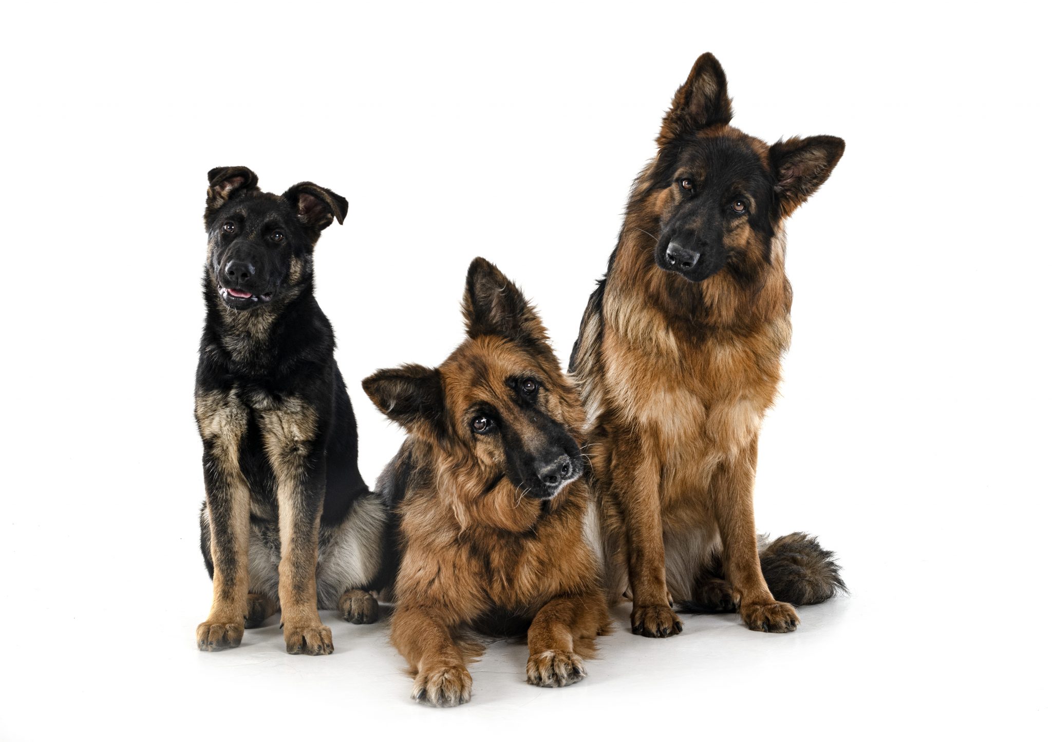 The Best 200+ German Shepherd Dog Names - Ever! · German Shepherd 101