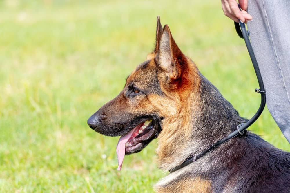 Why are German Shepherds more than just a Herding Breed?