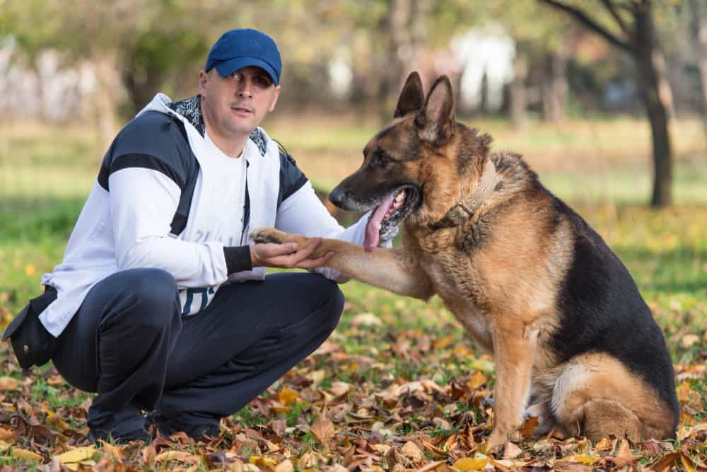 Why is my German Shepherd Suddenly Aggressive Towards my Husband?