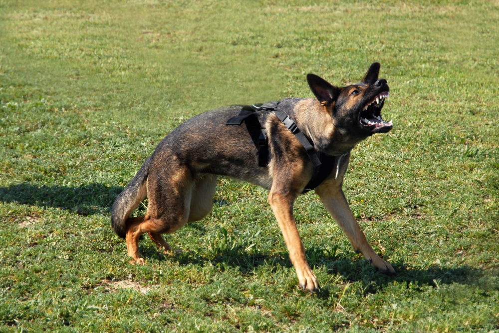 an aggresive german shepherd barking