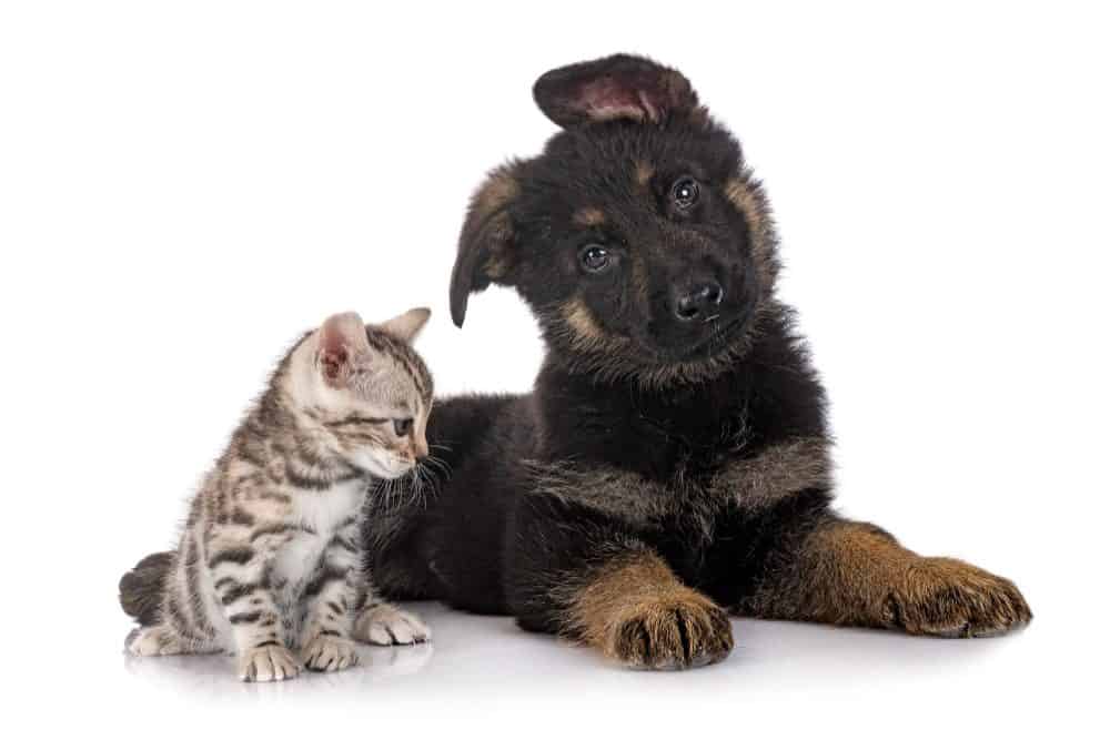 How to train my German Shepherd to be gentle with my cats