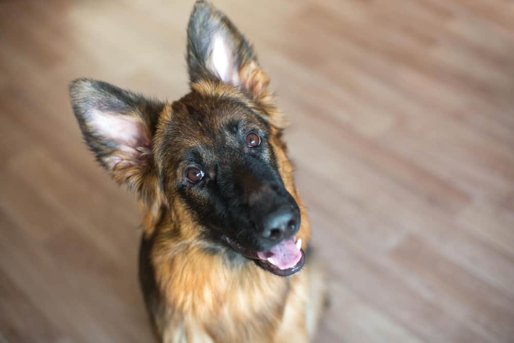 Best Dog Food for a 12-month-old German Shepherd