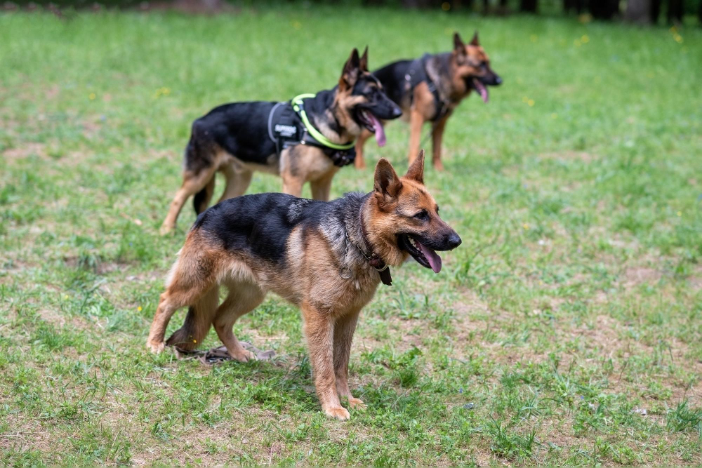 How Smart Are German Shepherds? Can They Outsmart You? German