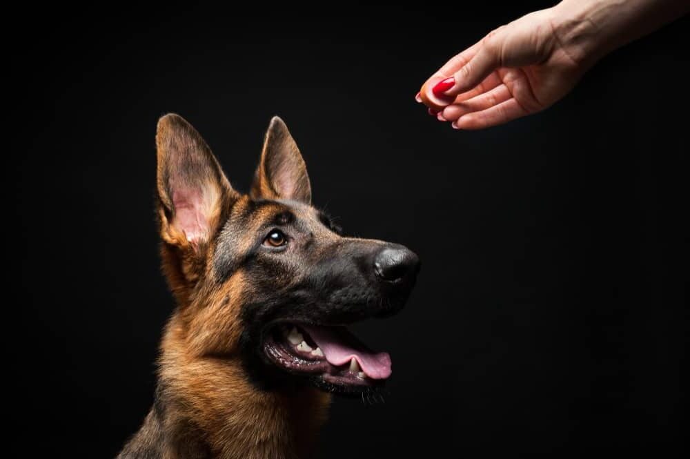 The Essential German Shepherd Training Guide From A Professional Canine Behavior Consultant