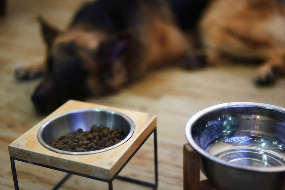 How to Get Your German Shepherds to Eat Their Food?