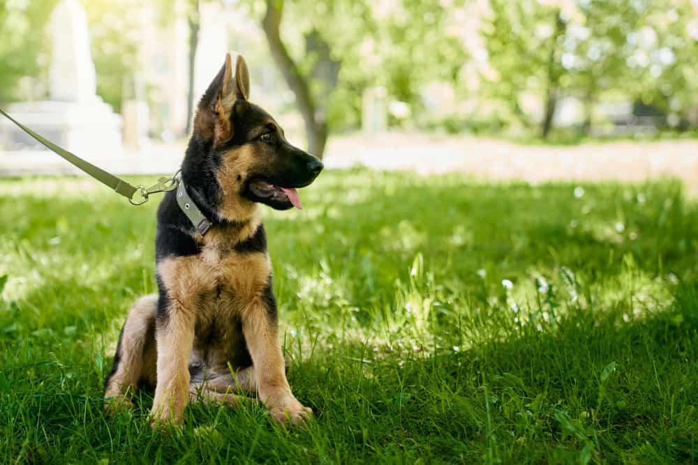 Title: Best Dry Dog Food for Your German Shepherd Puppies: How to Choose?