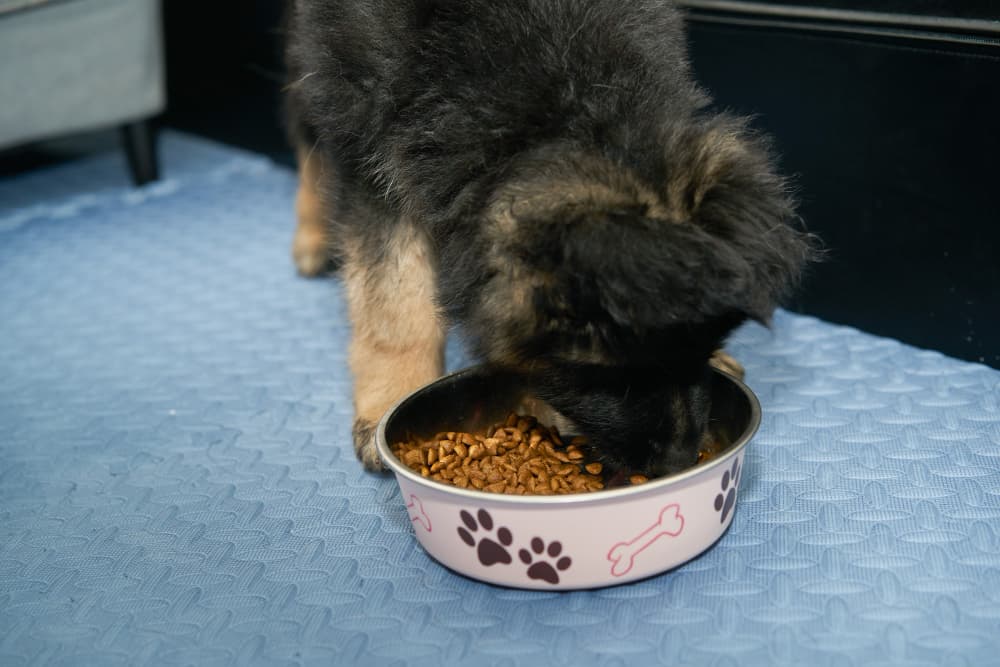 how-much-does-an-8-week-old-german-shepherd-puppy-eat-in-a-day-a