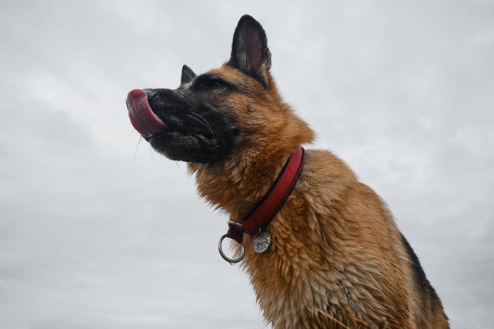 How Much Does a 6-Month-Old German Shepherd Dog Eat in a Day? A Feeding Guide