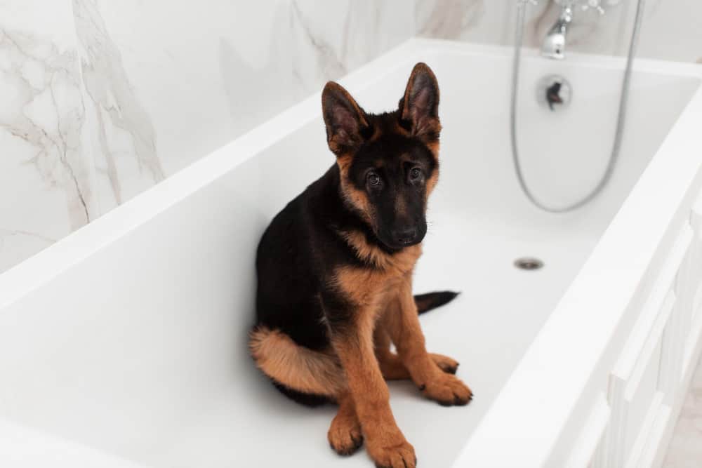 $500 German Shepherd Puppy For Sale: Does it Make Sense?