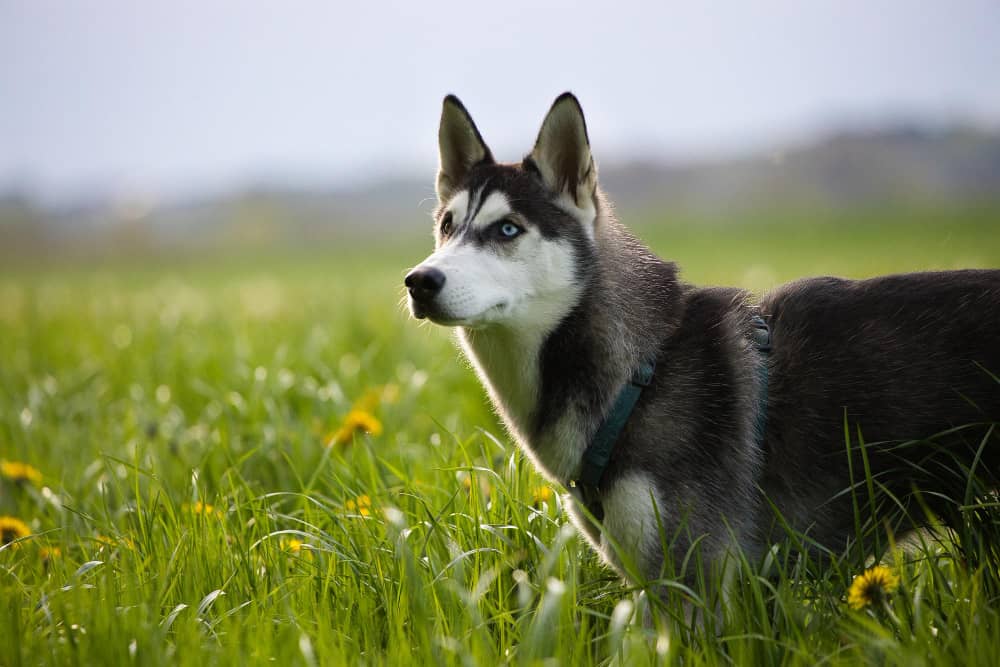 Are German Shepherd Husky Mixes Protective?