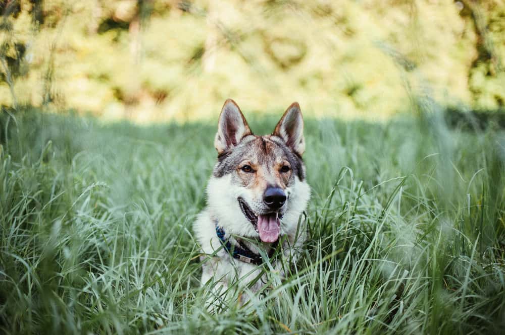 Can German Shepherd Husky Mix Live Outside by Themselves?